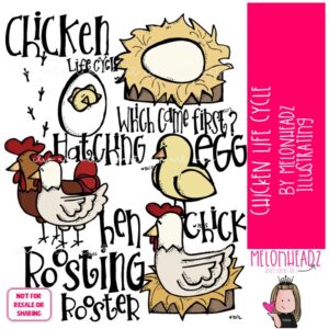 Chicken Life Cycle clip art, egg, sequence COLORED Version