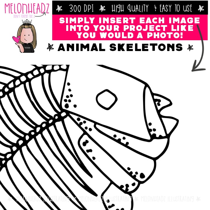 Animal Skeletons clip art, xray clip art COMBO PACK - Image 3