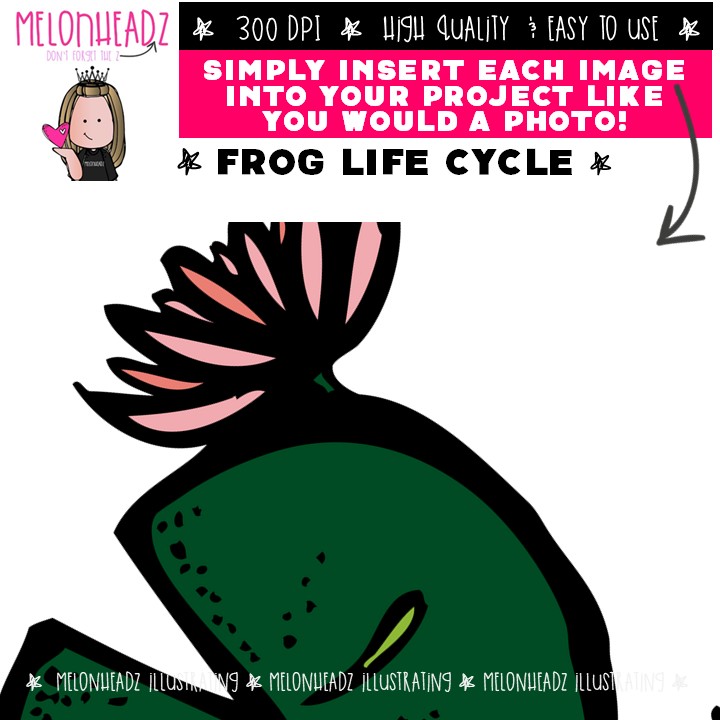 Frog Life Cycle clip art, science, sequence COMBO PACK - Image 3