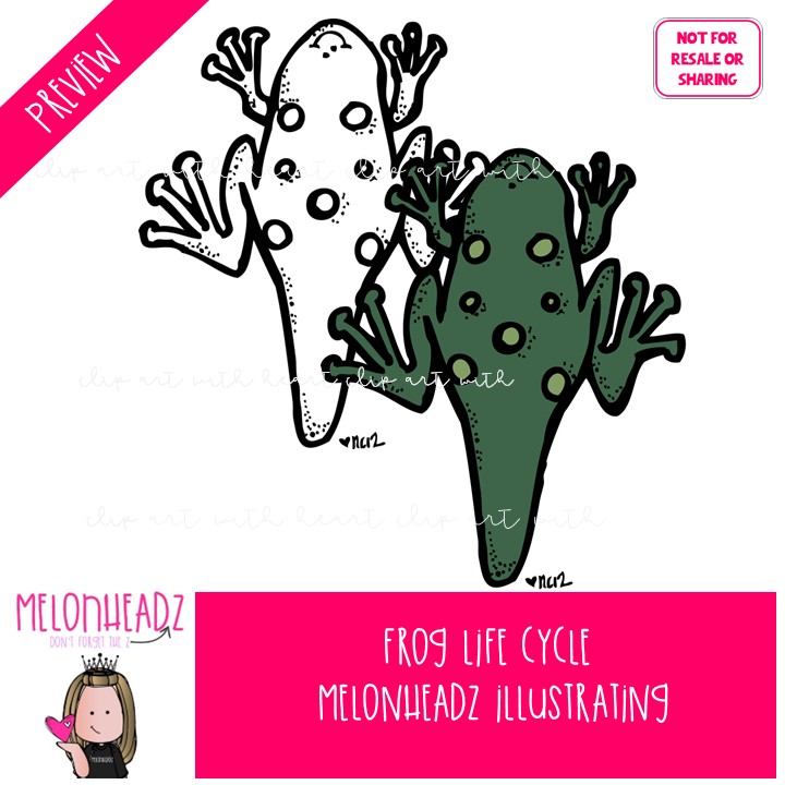 Frog Life Cycle clip art, science, sequence COMBO PACK - Image 2