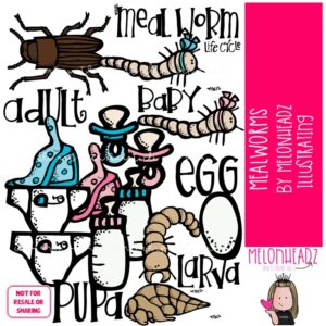 Meal Worm Life Cycle clip art COLORED Version