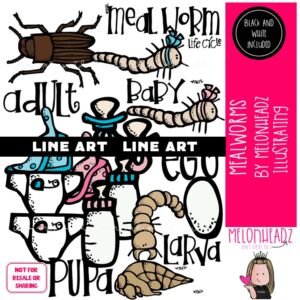 Meal Worm Life Cycle clip art LINE ART and BLACK AND WHITE