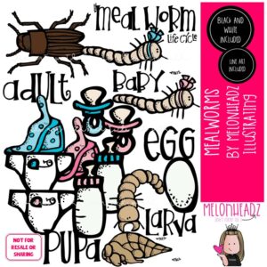Meal Worm Life Cycle clip art COMBO PACK