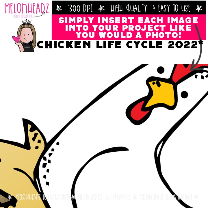Chicken Life Cycle clip art 2022, egg, sequence COLORED Version - Image 3