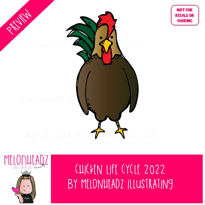 Chicken Life Cycle clip art 2022, egg, sequence COLORED Version - Image 2