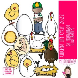 Chicken Life Cycle clip art 2022, egg, sequence COLORED Version