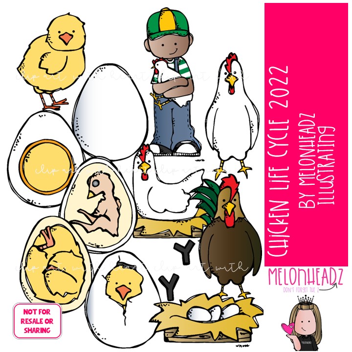 Chicken Life Cycle clip art 2022, egg, sequence COLORED Version